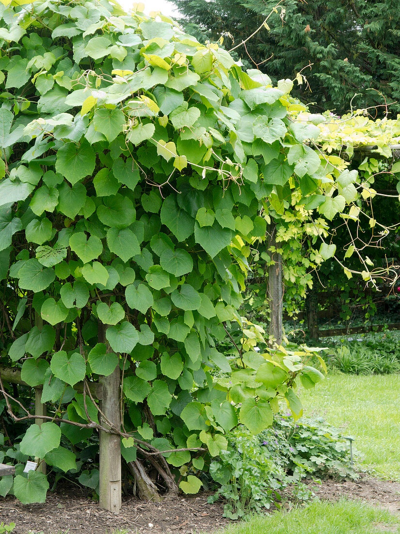 Vitis coignetiae